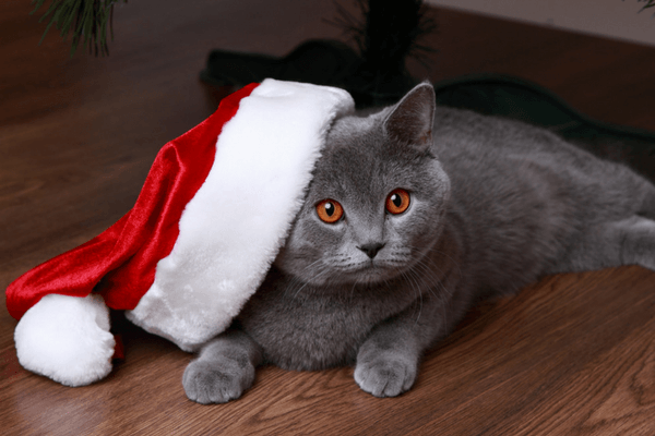 funny christmas card photos with pets